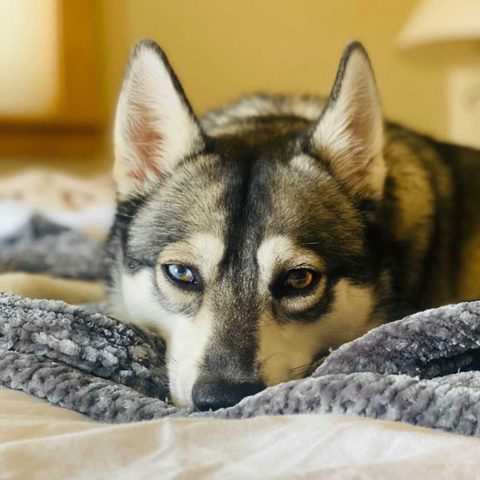 Freya
